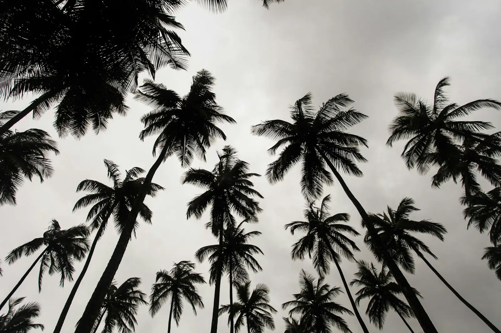 Palm trees silhouetted against a gray storm sky